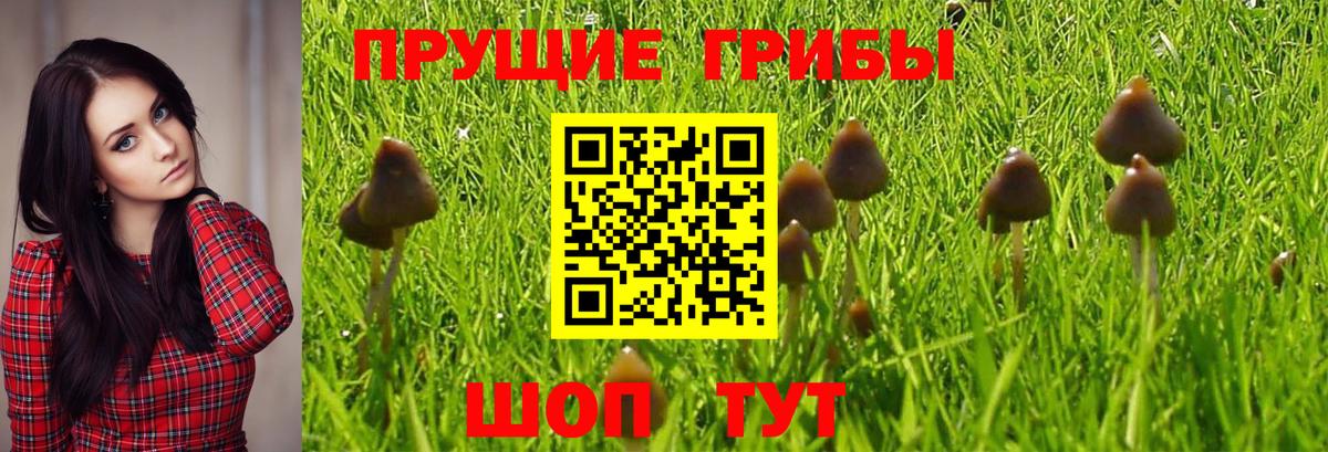 Галлюциногенные грибы Cubensis  Вход с VPN  цена наркотик  Арсеньев 